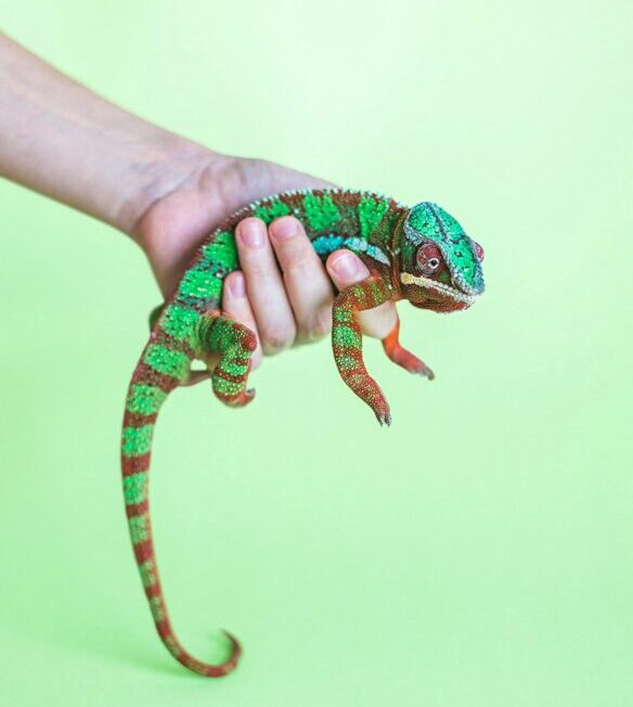 dario-gomes-YylwH0qWMz4-unsplash